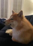 looking-sus-v0-1fcpgmruvmgb1