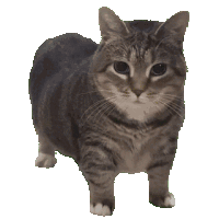 :oia: